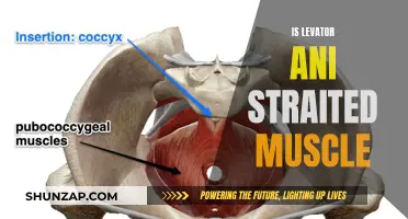 The Levator Ani Muscle: Is It Straited or Not?