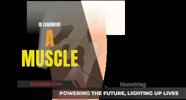 Ligaments and Muscles: What's the Difference?