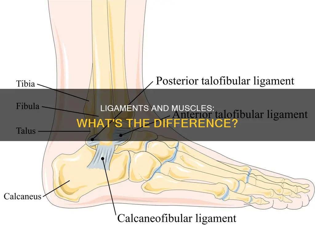 is ligament a muscle