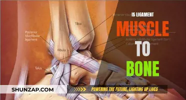 Ligaments: Connecting Muscle to Bone, Explained