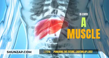 Liver and Muscle: What's the Connection?