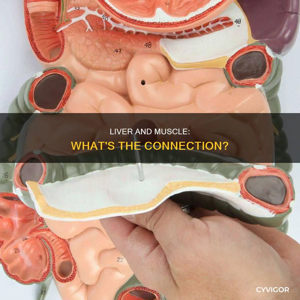 is liver a muscle