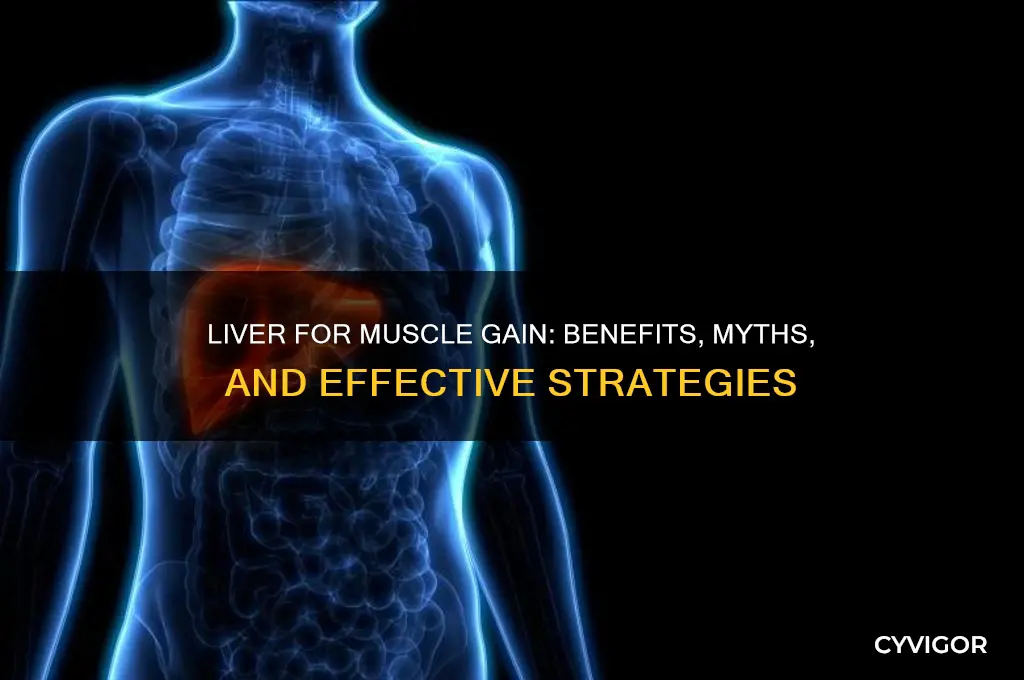 is liver good for muscle gain