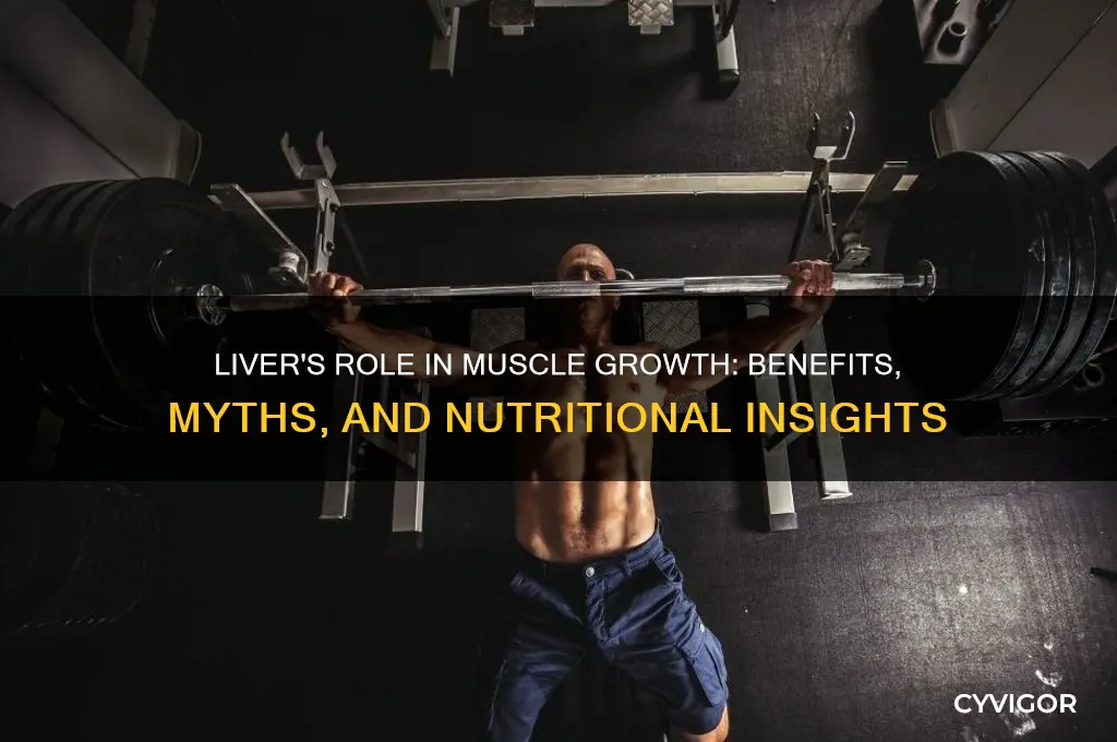 is liver good for muscle growth