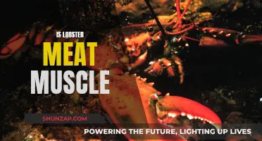 Lobster Meat: Muscle Mystery Unveiled