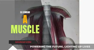Lumbar Muscle: Myth or Reality?