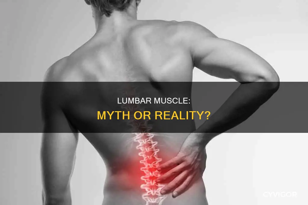 is lumbar a muscle