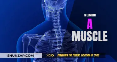 Lumber and Muscle: What's the Connection?