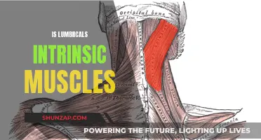 Lumbricals: Understanding Their Intrinsic Muscles and Functionality