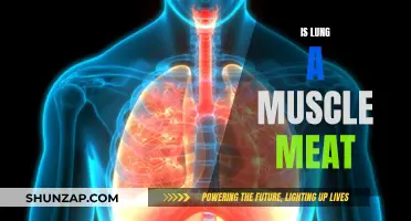 Lungs: Muscular or Meaty Organs?