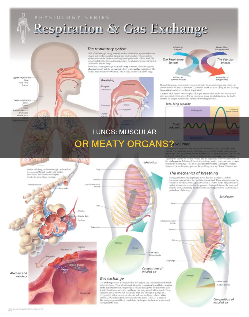 is lung a muscle meat