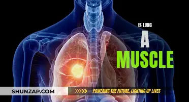 Are Lungs Muscles? Exploring the Human Body's Intricacies
