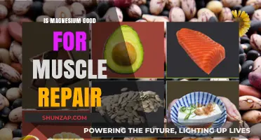 Magnesium's Role in Muscle Repair: Benefits and Recovery Insights