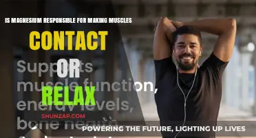Magnesium's Role: Muscle Contraction, Relaxation, or Both?