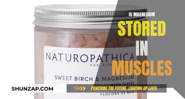 Magnesium's Role in Muscle Health and Storage