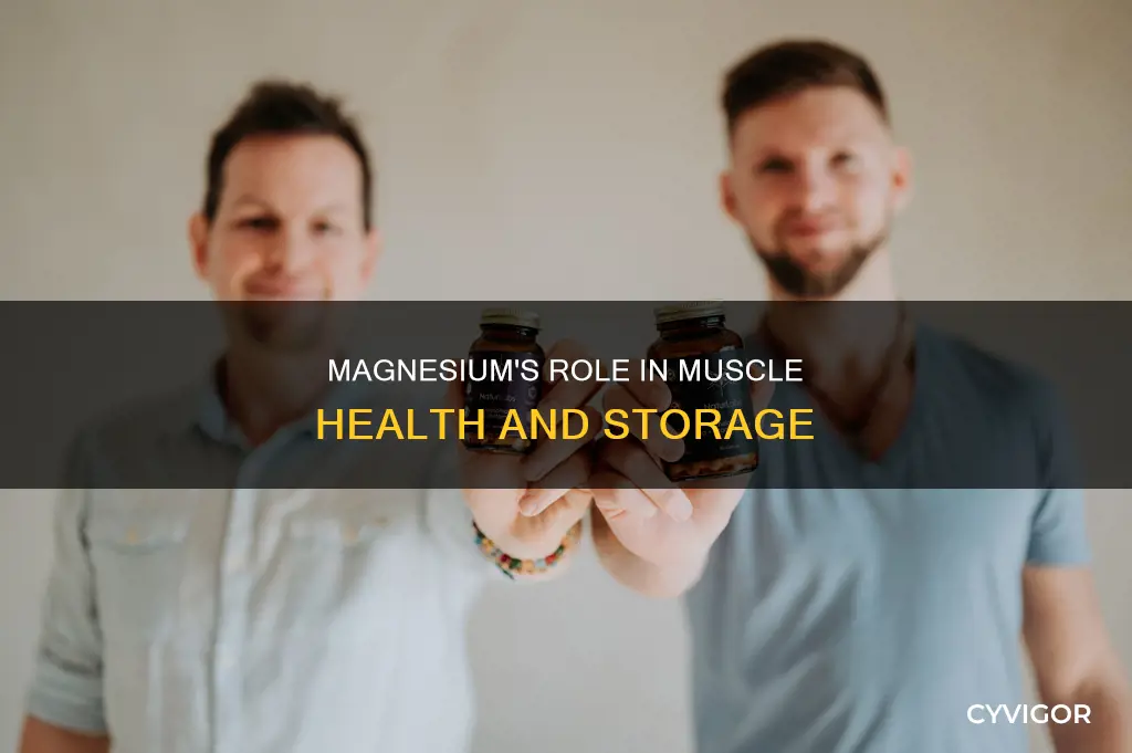 is magnesium stored in muscles