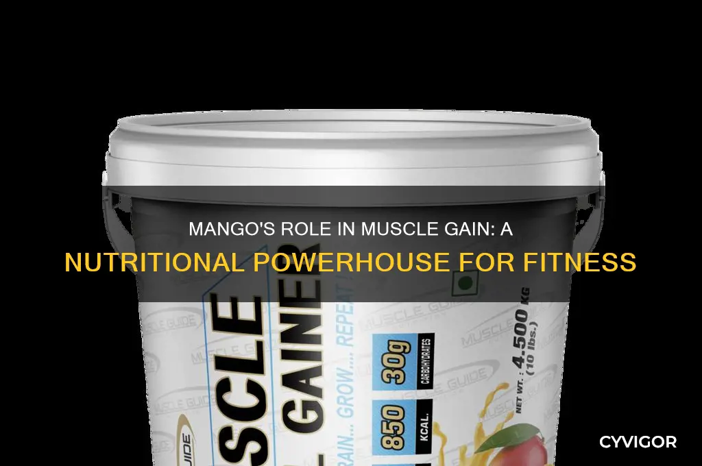 is mango good for muscle gain