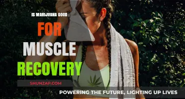 Marijuana and Muscle Recovery: Benefits, Risks, and Scientific Insights