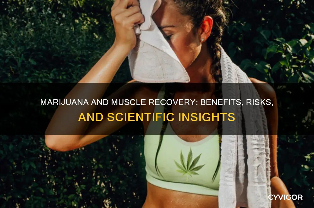 is marijuana good for muscle recovery