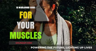Marijuana and Muscle Health: Benefits, Risks, and Recovery Insights