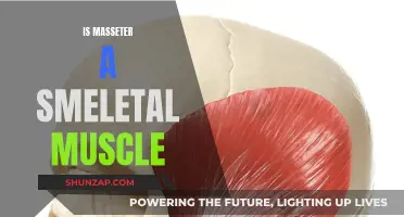 The Masseter Muscle: Is It Skeletal or Not?