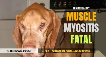 Masticatory Muscle Myositis: Can It Prove Fatal for Dogs?