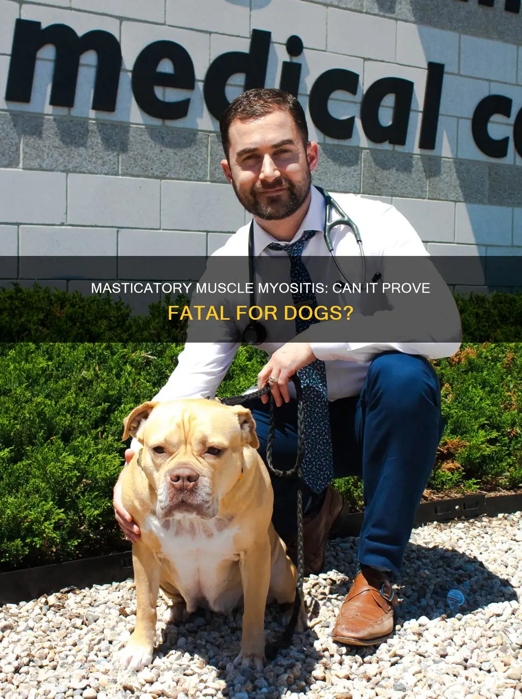 is masticatory muscle myositis fatal