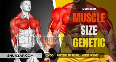 Muscle Size: Nature vs Nurture?