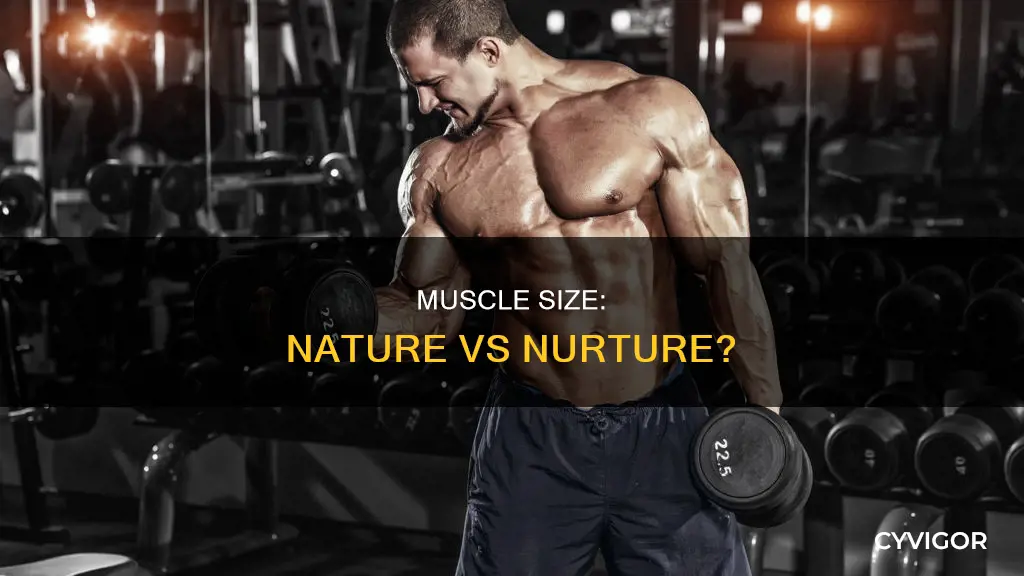 is maximum muscle size genetic