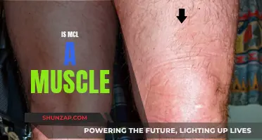 Understanding the MCL: Muscle or Ligament?