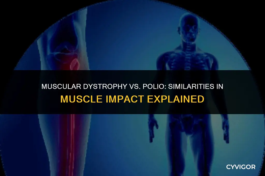 is md anything like polio in how muscles are affected