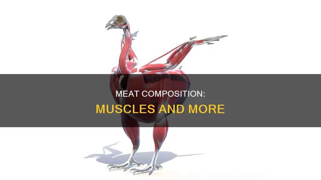 is meat made of muscle