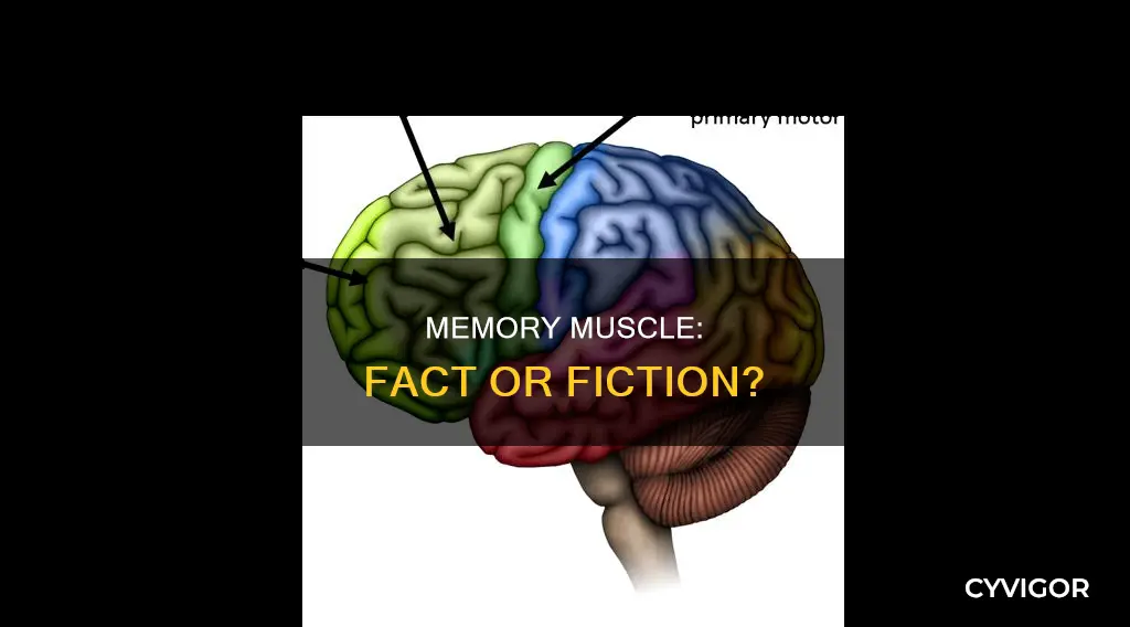 is memory a muscle