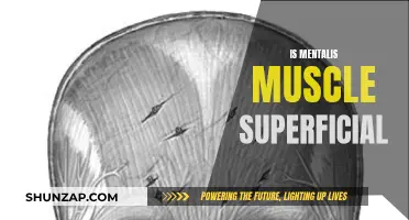 The Mentalis Muscle: Superficial or Not?