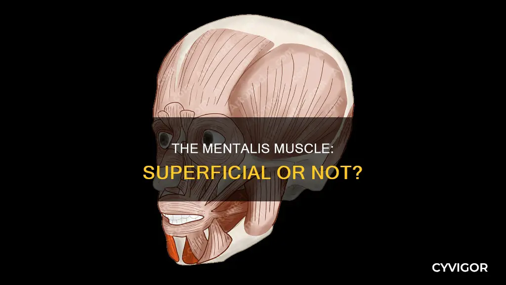 is mentalis muscle superficial
