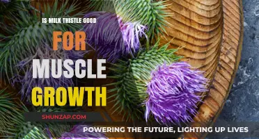 Milk Thistle and Muscle Growth: Benefits, Myths, and Scientific Insights