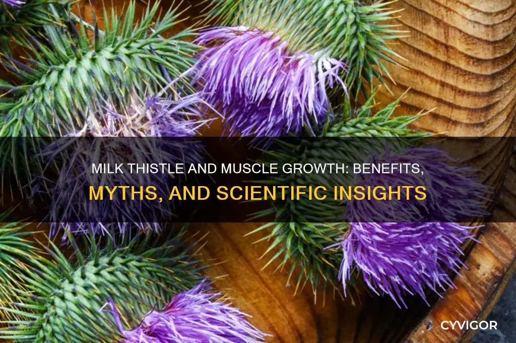 is milk thistle good for muscle growth