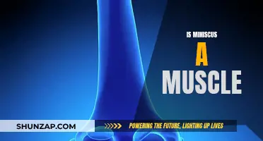 Understanding the Miniscus: Exploring its Muscular Nature