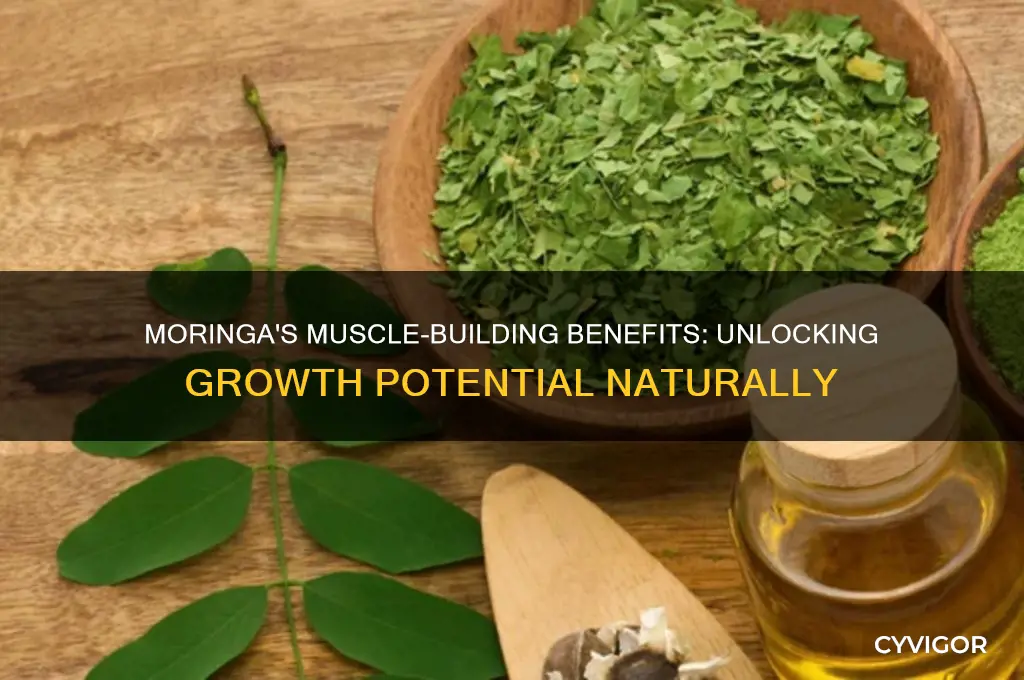 is moringa good for muscle growth
