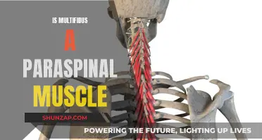 Multifidus Muscle: A Paraspinal Stabilizer?