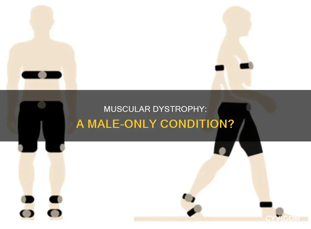is musclar dystrophy only male