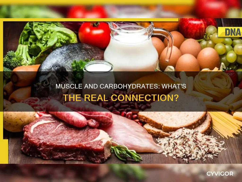 is muscle a carbohydrate