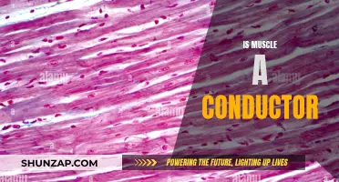 Muscle Tissue Conductivity: Exploring the Science