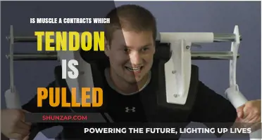 How Muscles Contract and Pull Tendons: Understanding the Connection
