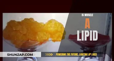 Muscle and Lipid: What's the Real Difference?