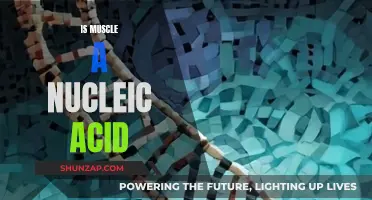 Muscle Tissue and Nucleic Acid: What's the Connection?
