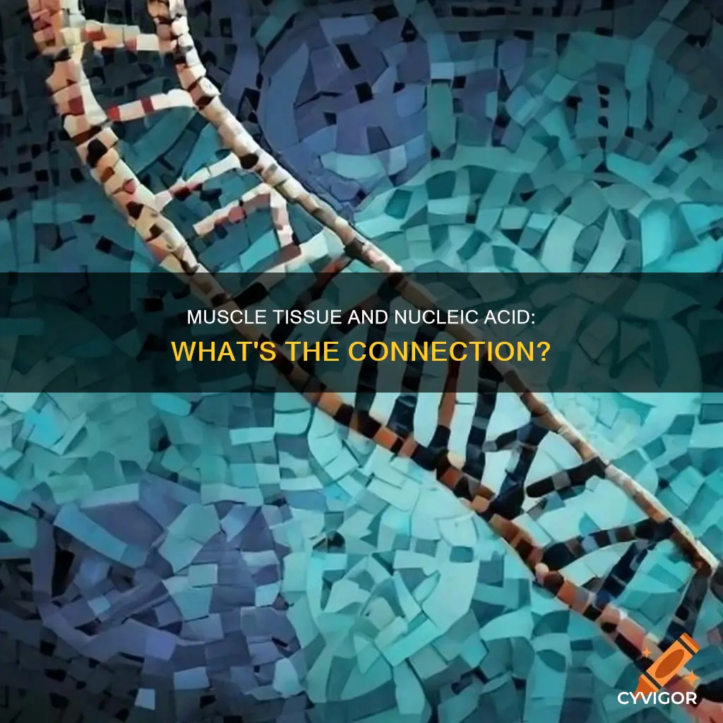 is muscle a nucleic acid