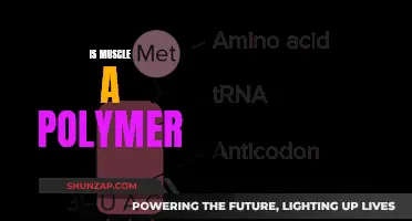 Muscle Tissue and Polymers: What's the Connection?