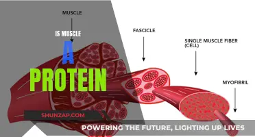 Muscle and Protein: What's the Connection?