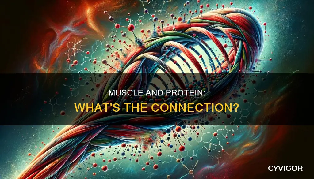 is muscle a protein